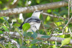 Mimus gilvus