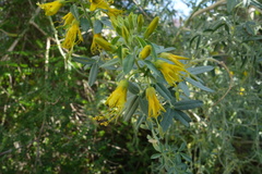Cleome arborea