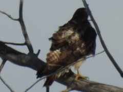 Buteo jamaicensis