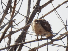 Buteo jamaicensis