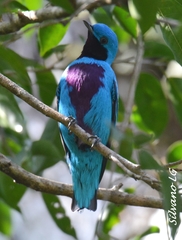 Cotinga amabilis
