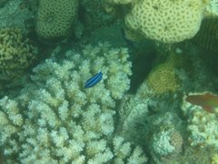 Larabicus quadrilineatus