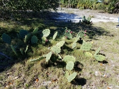 Opuntia stricta