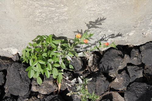Image of Oenothera indecora by (c) Javier Sánchez Álvarez, some rights reserved (CC BY)