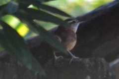 Thryothorus ludovicianus