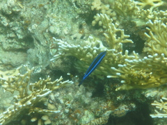 Larabicus quadrilineatus