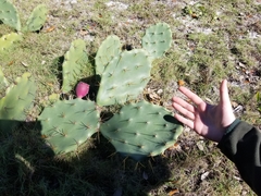 Opuntia stricta