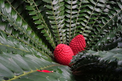 Encephalartos ferox
