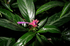 Justicia scheidweileri