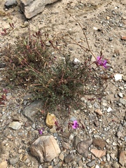 Pelargonium multicaule multicaule