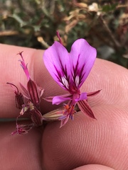Pelargonium multicaule multicaule