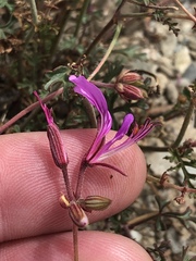 Pelargonium multicaule multicaule