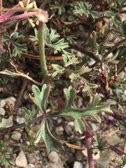 Pelargonium multicaule multicaule