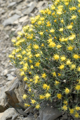 Ericameria discoidea discoidea
