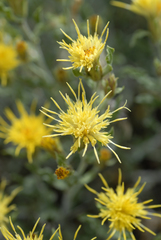 Ericameria discoidea discoidea