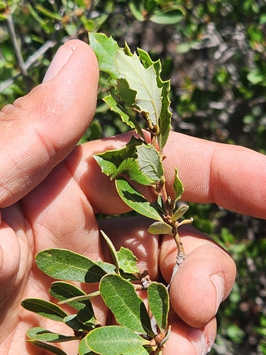 Cedros Island oak