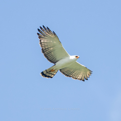 Spizaetus melanoleucus