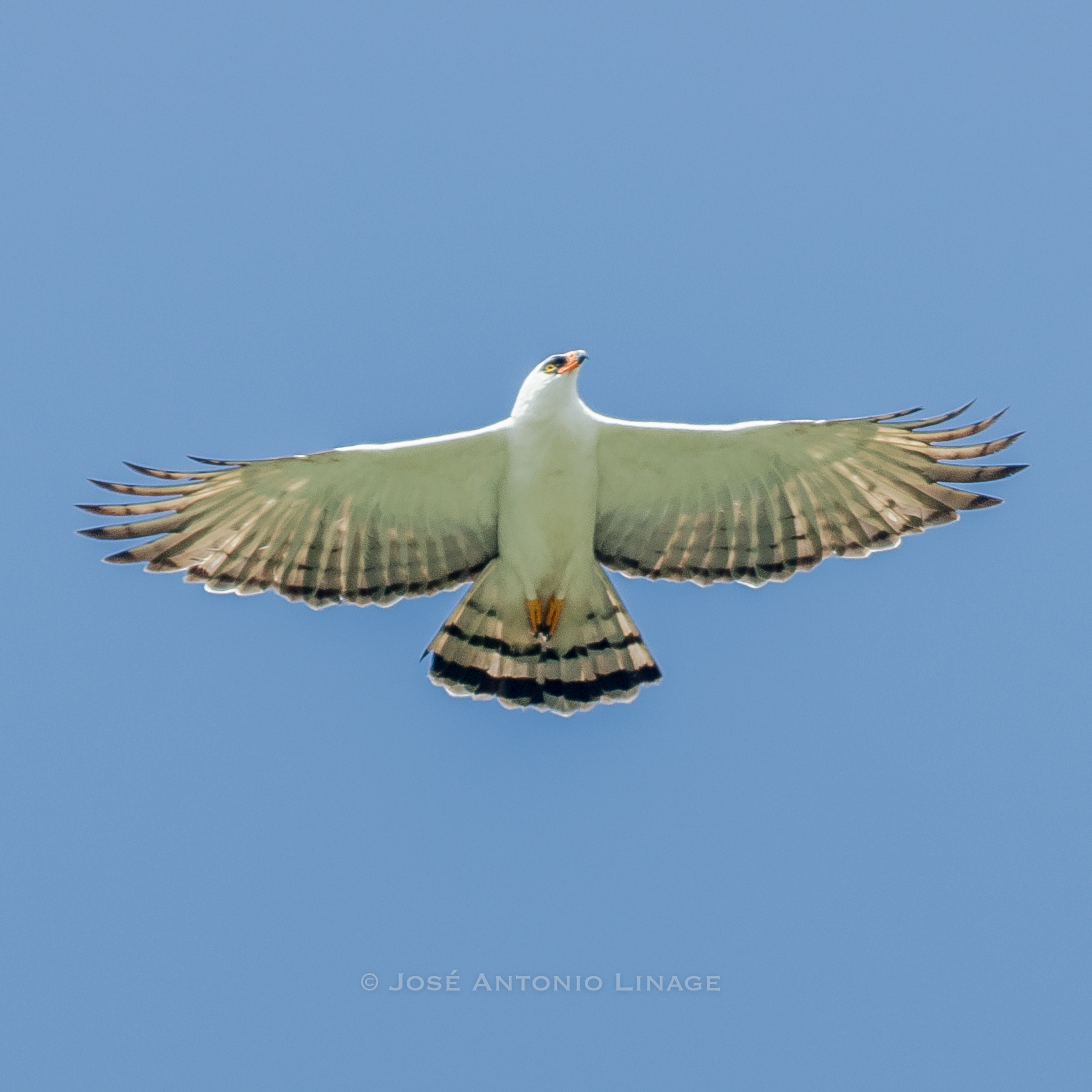 Black-and-white Hawk-eagle