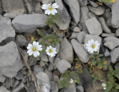 Cerastium beeringianum