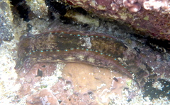 Navanax aenigmaticus