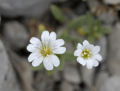 Cerastium beeringianum