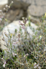 Silene drummondii