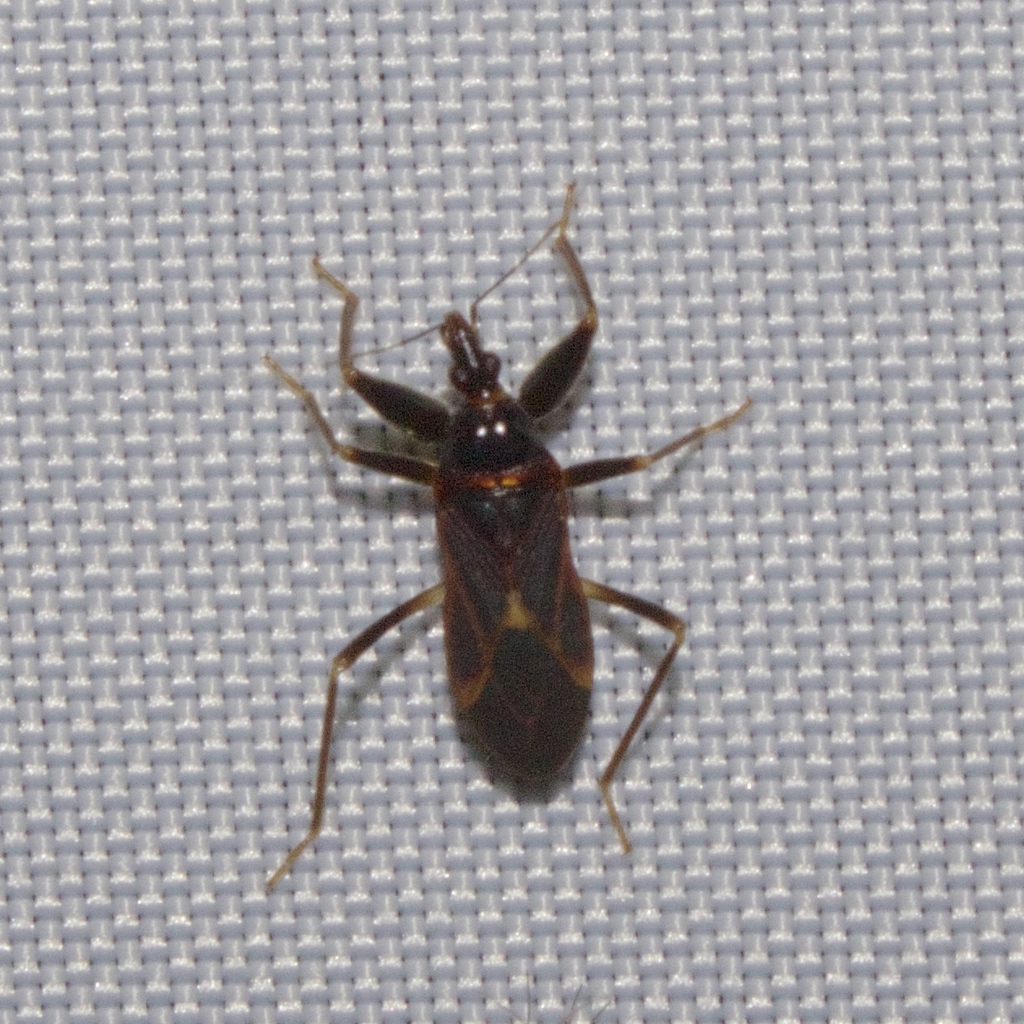 Pachynominae