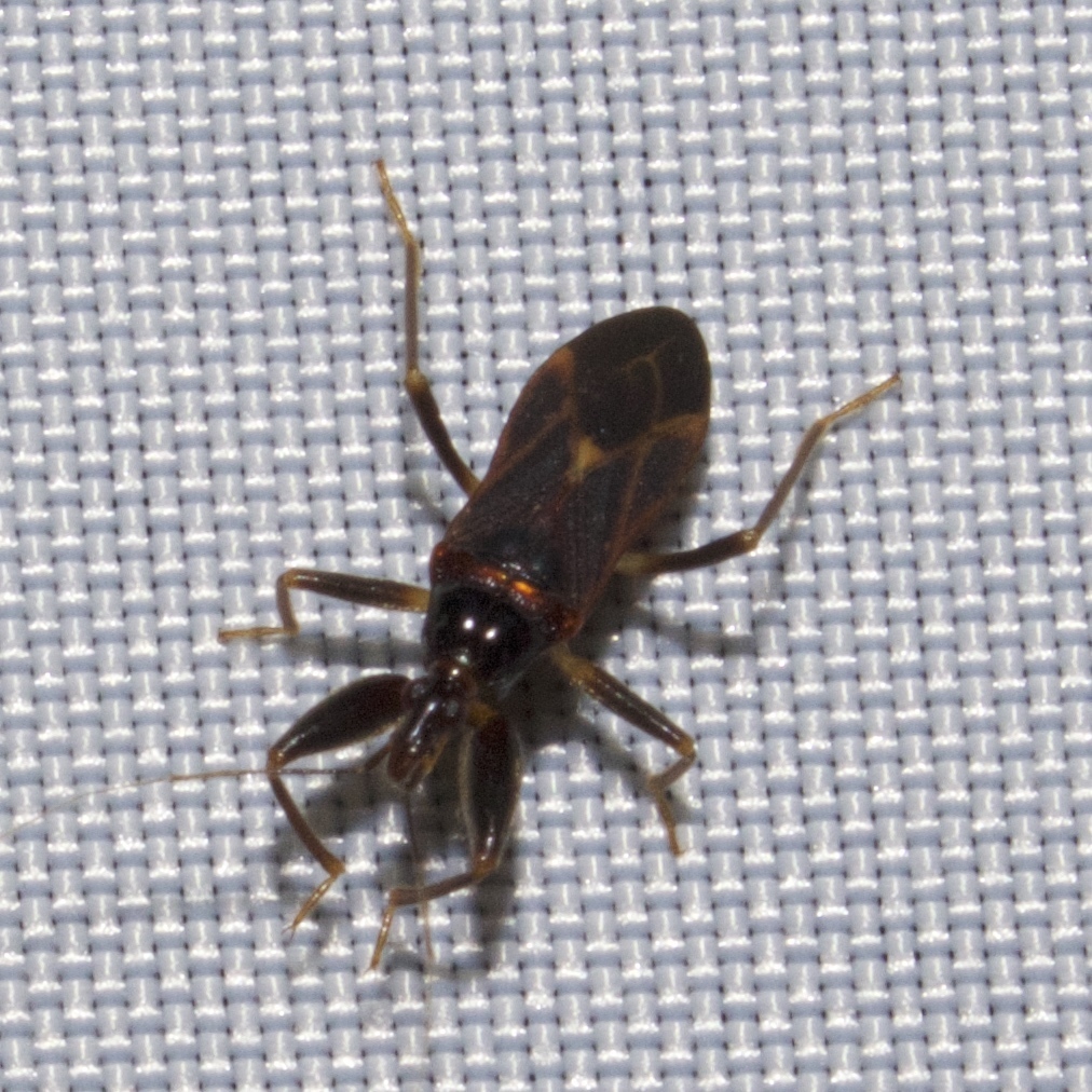 Pachynomidae