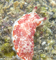Felimida baumanni