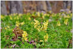 Corydalis cava marschalliana