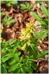 Corydalis cava marschalliana