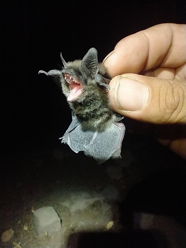 Yuma Myotis (Myotis yumanensis), a species recorded in Washington