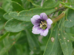 Lycium schweinfurthii