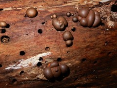 Lycogala flavofuscum