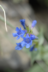 Penstemon cyananthus cyananthus