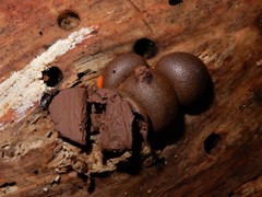 Lycogala flavofuscum