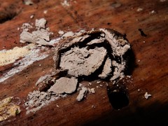 Lycogala flavofuscum