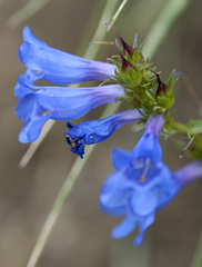 Penstemon cyananthus cyananthus