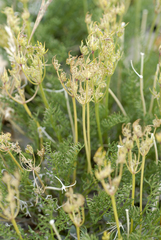 Cymopterus hendersonii