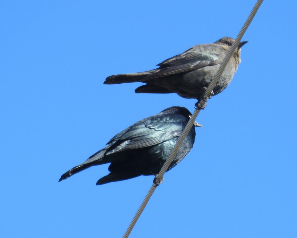 Brewer's Blackbird from Texas Ave, Galveston County, TX, USA on January ...