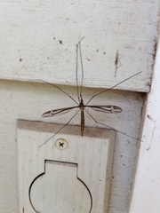 Tipula caloptera
