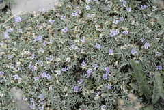 Astragalus kentrophyta