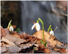 Galanthus plicatus