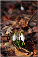 Galanthus plicatus