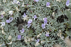 Astragalus kentrophyta