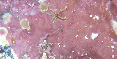 Ophiactis