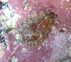 Dolabrifera nicaraguana