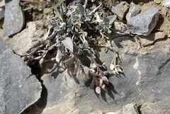 Physaria occidentalis occidentalis
