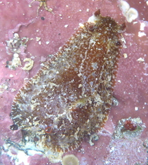 Dolabrifera nicaraguana