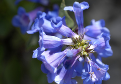 Penstemon cyananthus cyananthus